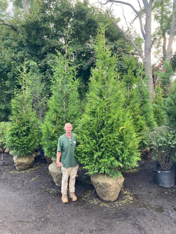 Green Giant arborvitae privacy screen