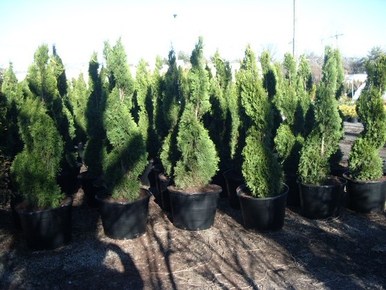 Emerald Green arborvitae spiral topiary