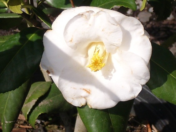 White camellia bloom