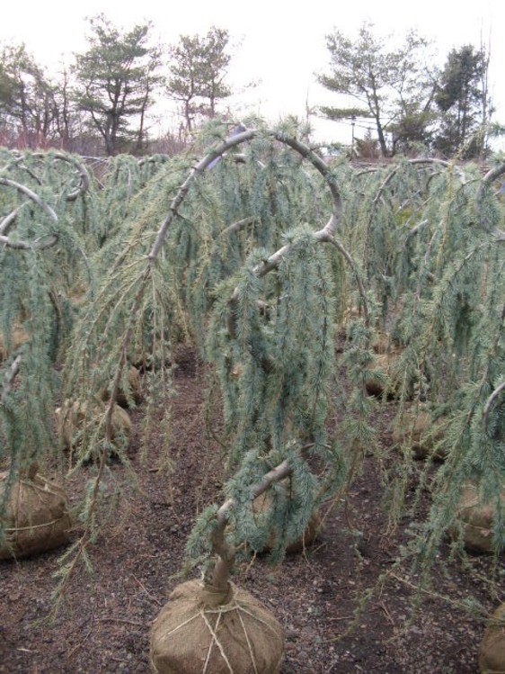 Weeping blue atlas cedar