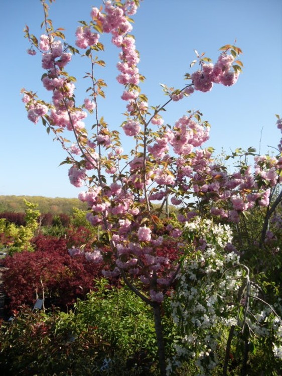 Kwanzan cherry in bloom