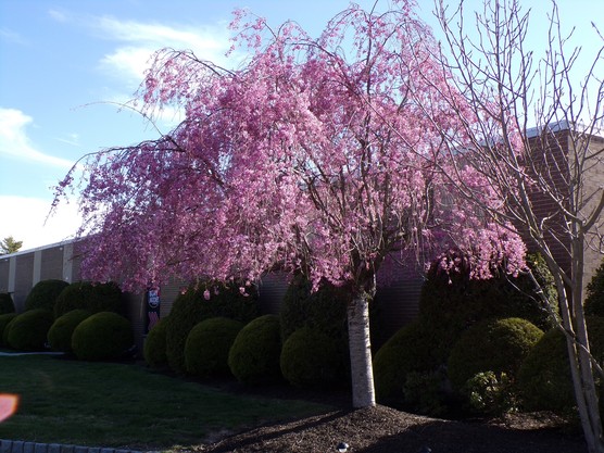 Weeping pink cherry tree