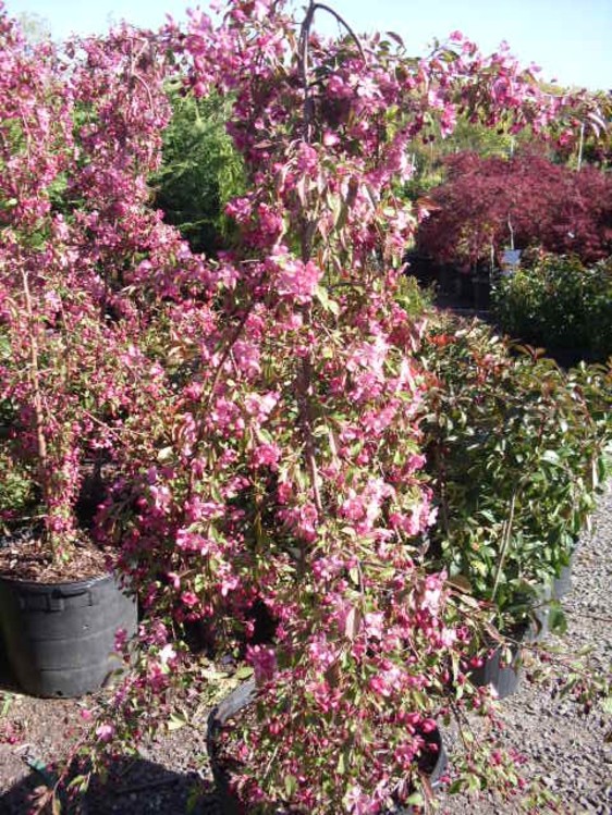 Flowering crabapple