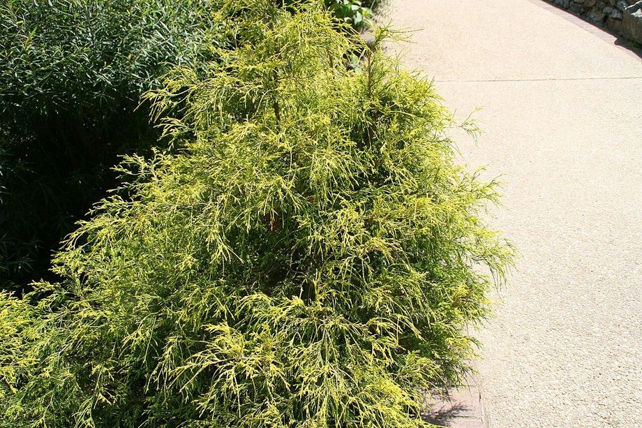 Gold Mop cypress with golden thread-like foliage