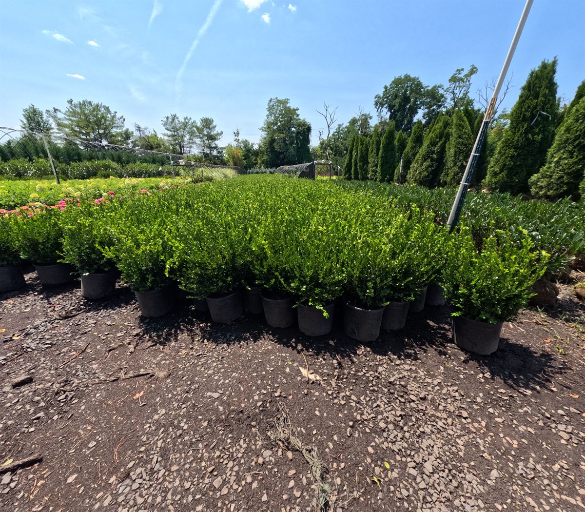 Row of #3 gallon boxwood at Landex Nursery