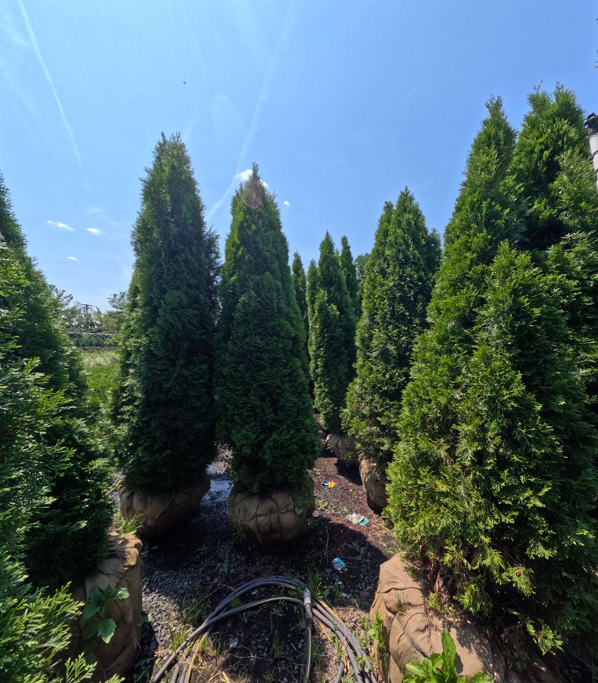 9–10 foot Emerald Green Arborvitae in the field at Landex Nursery
