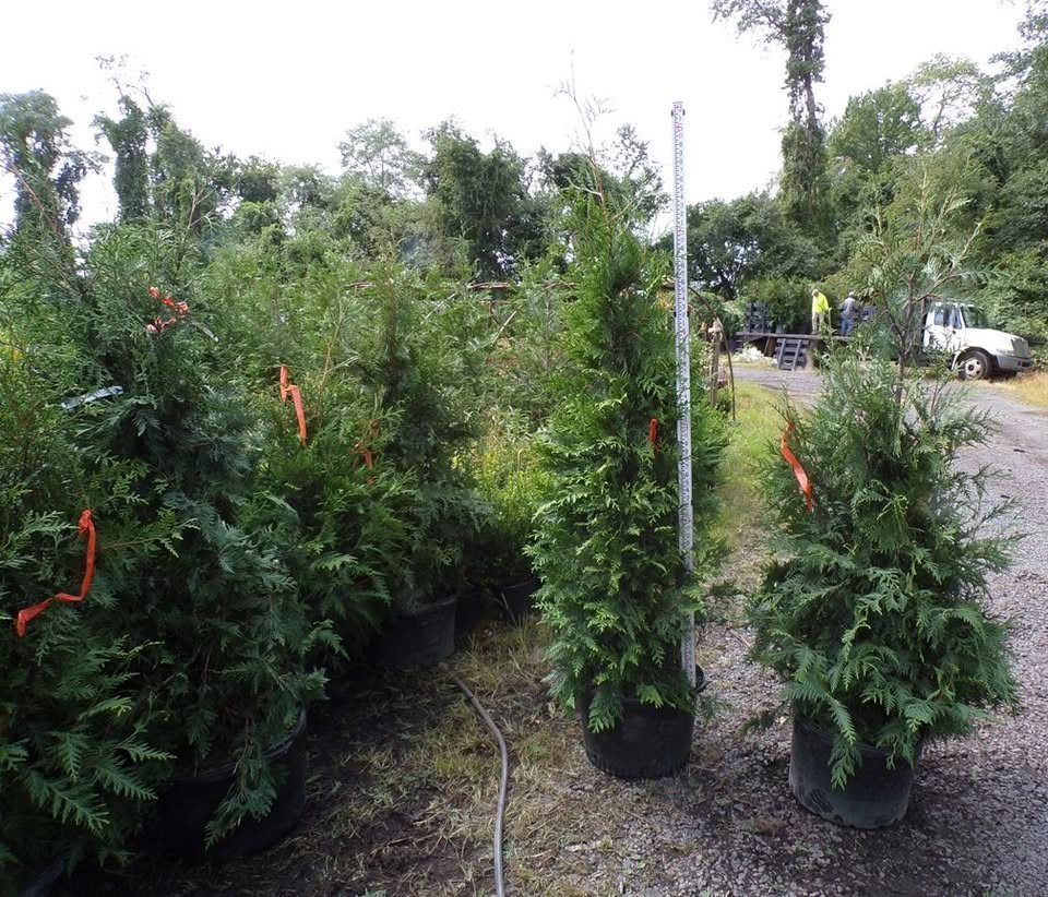 Tagged 5 and 6 foot Green Giant Arborvitae in containers at Landex Nursery