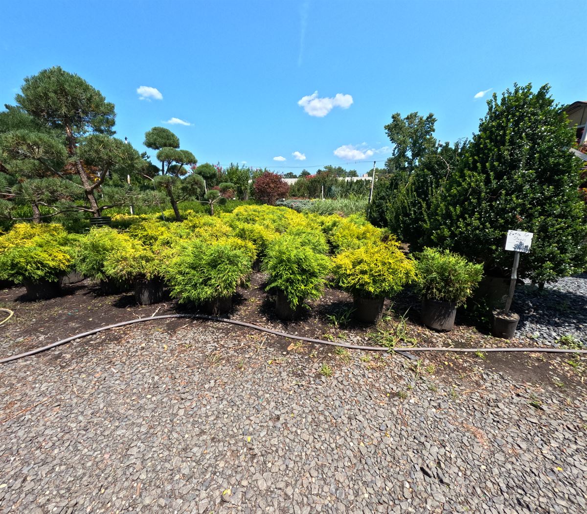 Gold Mop Cypress in #3 gallon containers at Landex Nursery