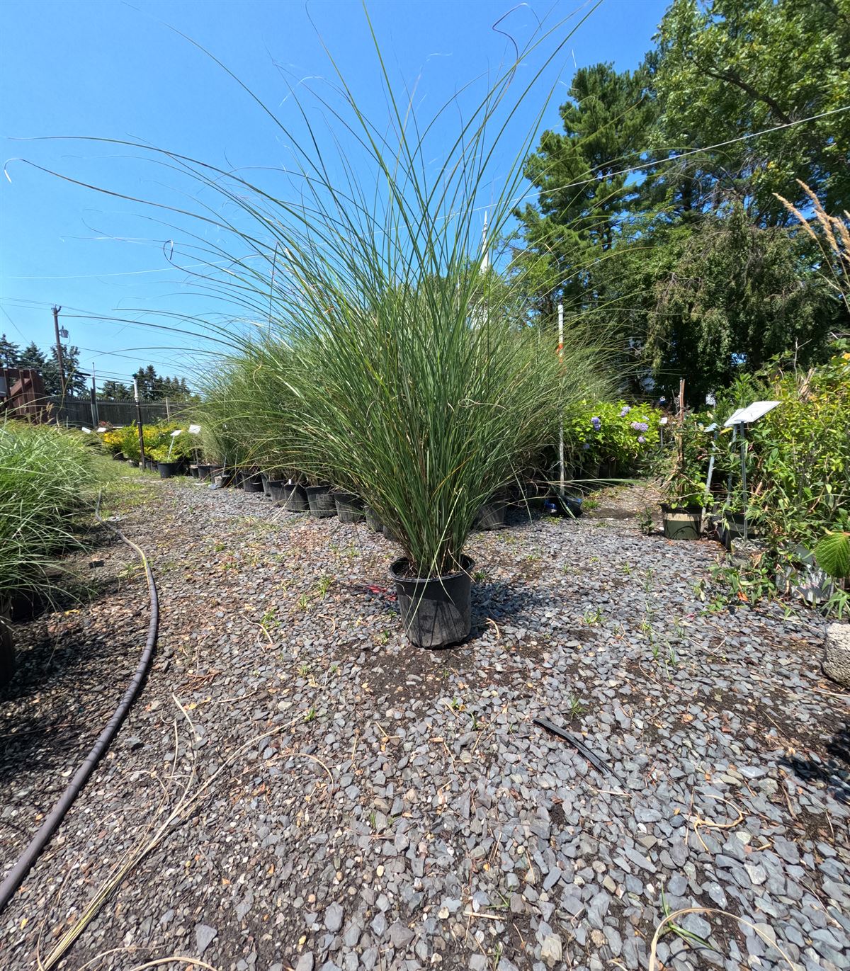Ornamental grasses in #3 gallon containers at Landex Nursery