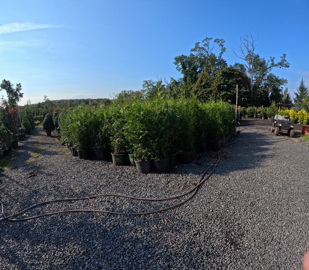 A block of 4 to 5 foot Green Giant Arborvitae in containers at Landex Nursery