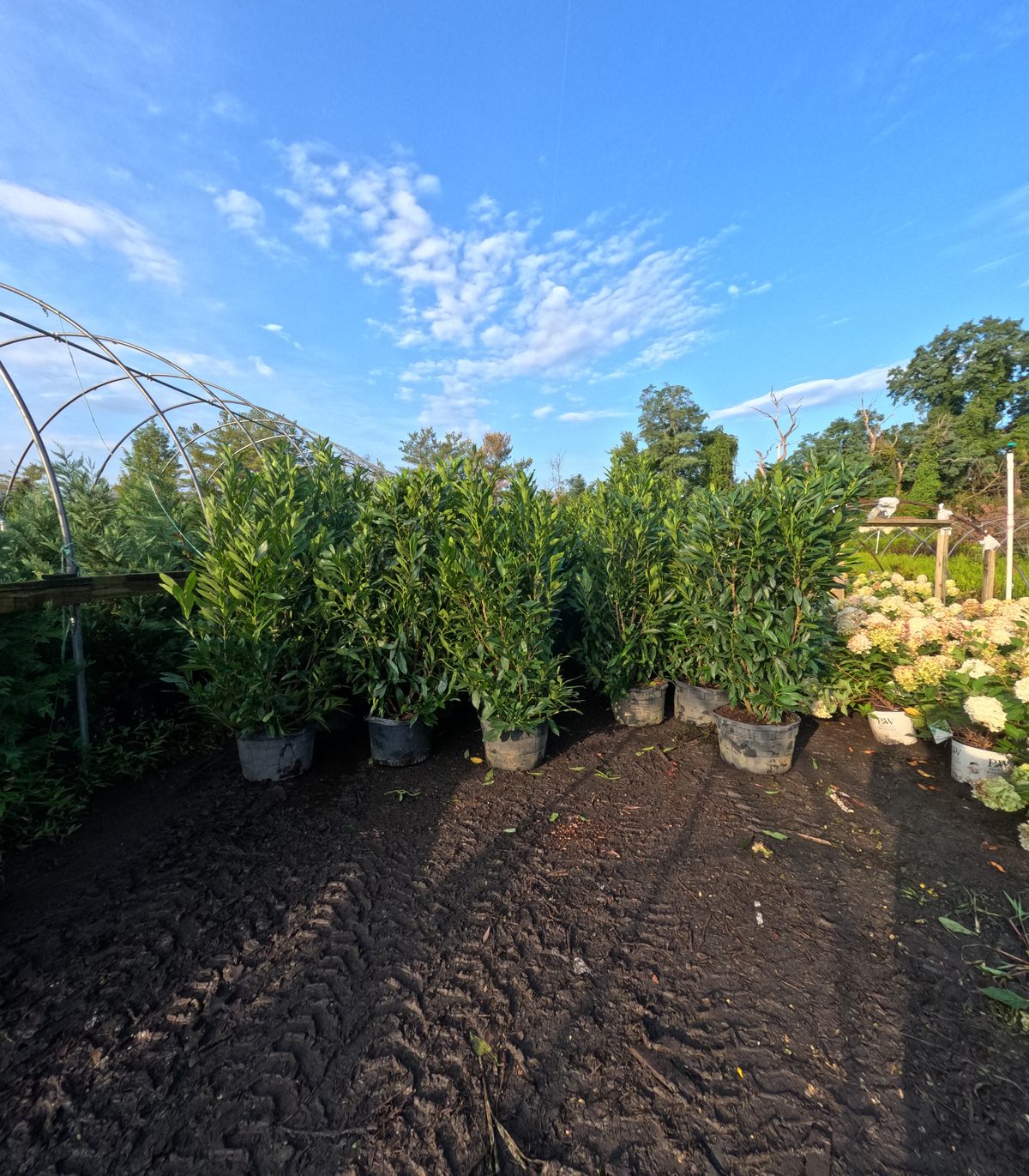 A row of 6 foot Skip Laurels in containers at Landex Nursery
