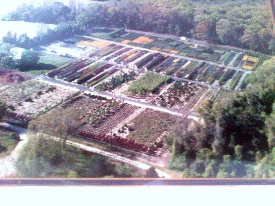 Trees lined up at the Landex growing facility